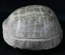 Superb Fossil Tortoise (Stylemys) - South Dakota #31516-6